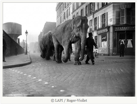 Éléphants parisiens