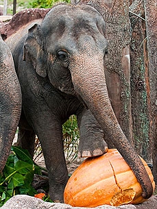 Éléphants et Halloween