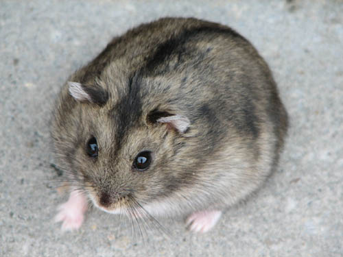 Agouti