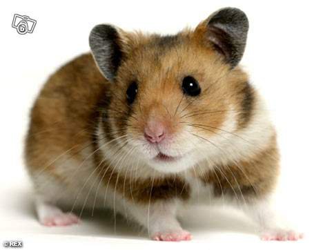 Conseillez moi un type de pellage d'hamster et sa couleur . Mod_article24253547_2